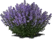 Plant - Catmint \u0027Purrsian Blue\u0027