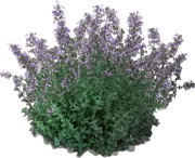 Plant - Catmint \u0027Walker\u0027s Low\u0027