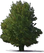 Plant - Red Beech