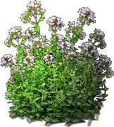 Plant - Oregano