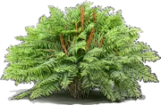 Plant - Cinnamon Fern