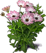 Plant - African Daisy \u0027Serenity Pink Magic\u0027