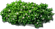 Plant - Japanese spurge