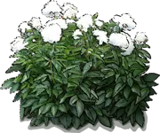 Plant - Chinese Peony