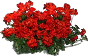 Plant - Pelargonium Peltatum Happy Face Scarlet