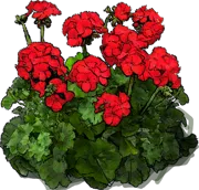 Plant - Pelargonium zonale Scarlet