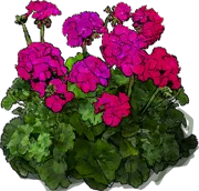 Plant - Pelargonium zonale Violet