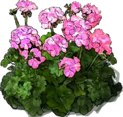 Plant - Pelargonium zonale Shocking Pink