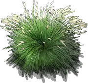 Plant - Miniature fountain grass