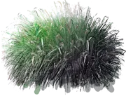 Plant - Fountain Grass