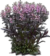 Plant - Dark Tower\u0027 Penstemon