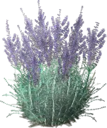 Plant - Russian Sage \u0027Blue Spire\u0027