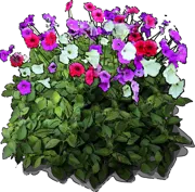 Plant - Petunia violacea