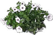 Plant - Petunia x hybrida