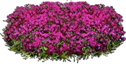 Plant - Phlox subulata Atropurpure