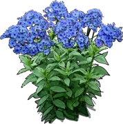 Plant - Phlox paniculata Blue Paradise