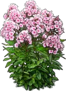 Plant - Garden phlox