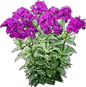 Plant - Phlox paniculata Harlequin