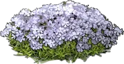 Plant - Phlox subulata G.F. Wilson