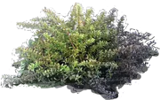 Plant - Alpine Totara