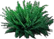 Plant - Christmas Fern