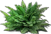 Plant - Western Sword Fern