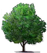 Plant - Stanley European Plum