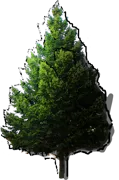 Plant - Douglas Fir