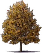 Plant - Red Clapp\u0027s Favorite