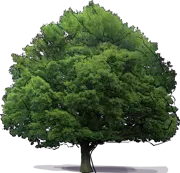 Plant - Laurel Oak