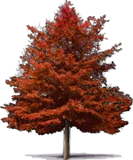 Plant - Pin Oak