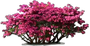 Plant - Girard\u0027s Fuchsia\u0027 Rhododendron