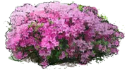 Plant - Rhododendron \u0027Orlice\u0027