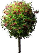 Plant - Robin pseudoacacia margaretta stimulating Rouge \u0027Pink Cascade\u0027