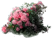 Plant - Allotria Rose