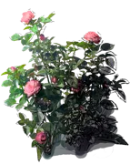 Plant - Carina Rose