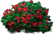 Plant - Groundcover Rose