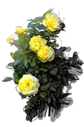 Plant - Friesia Rose