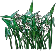 Plant - Hawaii arrowhead