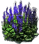 Plant - Salvia nemerosa Blauhuegel