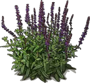 Plant - Garden sage