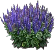 Plant - Sage