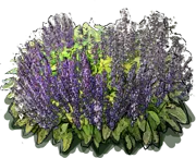 Plant - Salvia officinalis Aurea