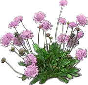 Plant - Dwarf Pincushion Flower \u0027Pink Mist\u0027