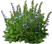 Plant - Blue skullcap