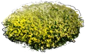 Plant - Goldmoss Stonecrop