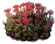 Plant - Sedum spurium \u0027Fuldaglut\u0027