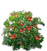 Plant - Tomato