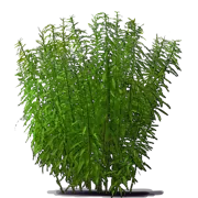 Plant - Late Goldenrod