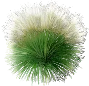 Plant - Mexican feather grass \u0027Pony Tails\u0027